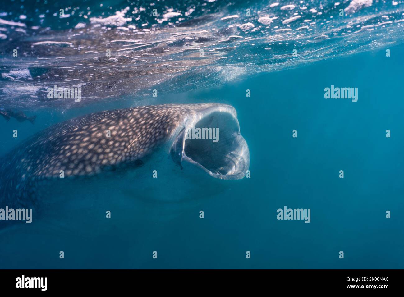 Lo squalo balena Juvenil si alimenta vicino alla superficie con la bocca aperta Foto Stock