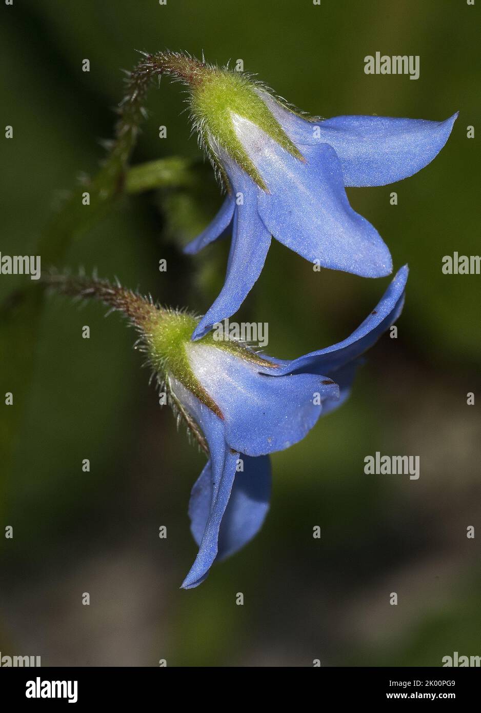 Pigmaea di Borago Foto Stock