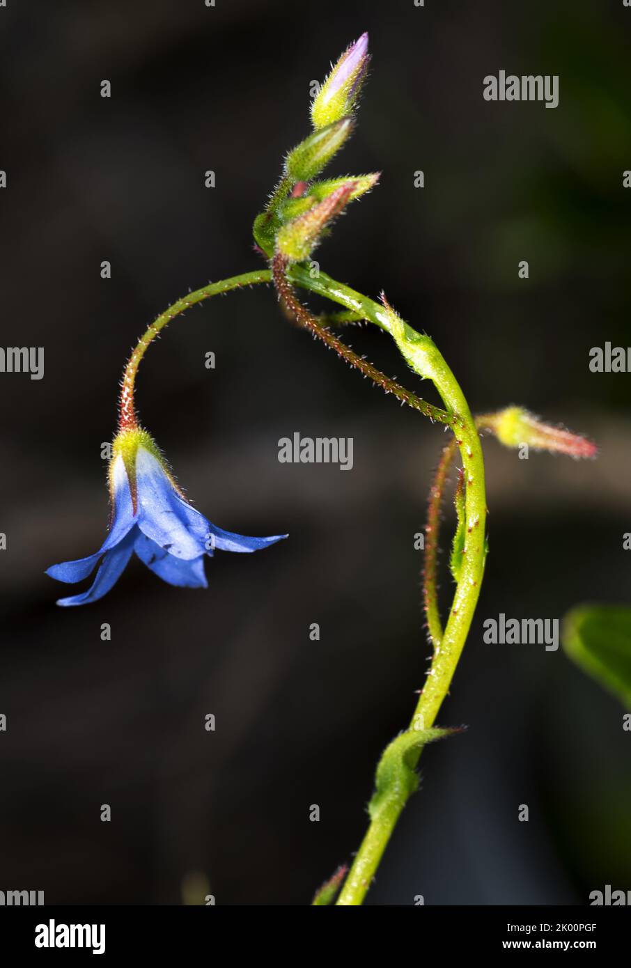 Pigmaea di Borago Foto Stock