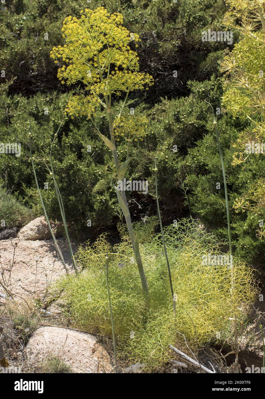 Ferula arrigoni Foto Stock