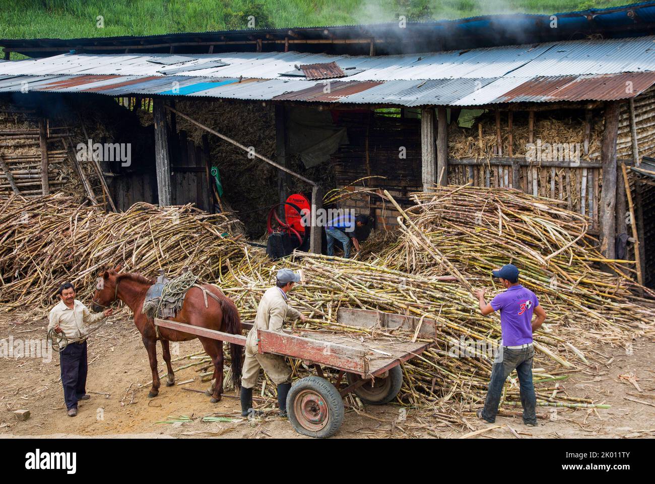 Colombia, dipartimento di Huila, regione di San Agustin, canna da zucchero è raccolto principalmente da piccoli agricoltori, trasportando la canna in un capannone con una pres meccanica Foto Stock
