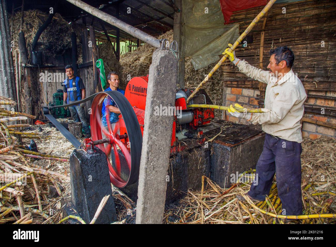 Colombia, dipartimento di Huila, regione di San Agustin, canna da zucchero è raccolto principalmente da piccoli agricoltori, trasportando la canna in un capannone con una pres meccanica Foto Stock
