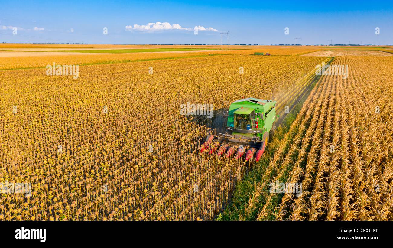 La vista dall'alto della trebbiatrice agricola è il taglio e la raccolta di girasole maturi nei campi agricoli. Foto Stock