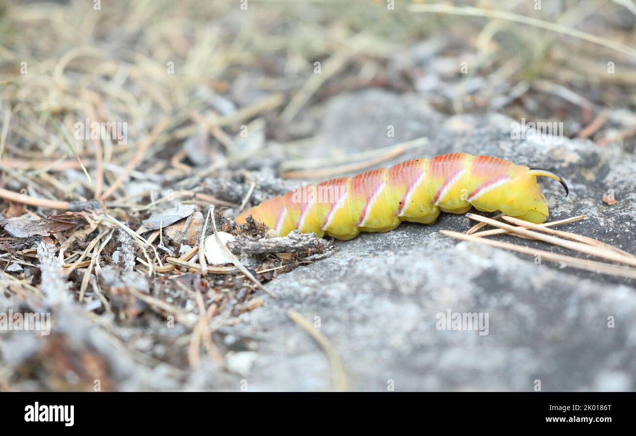 Privet Hawk Moth - Sphinx ligustri - bruco, rara variante gialla che si seppellisce sulla terra e si prepara a diventare una pupa Foto Stock