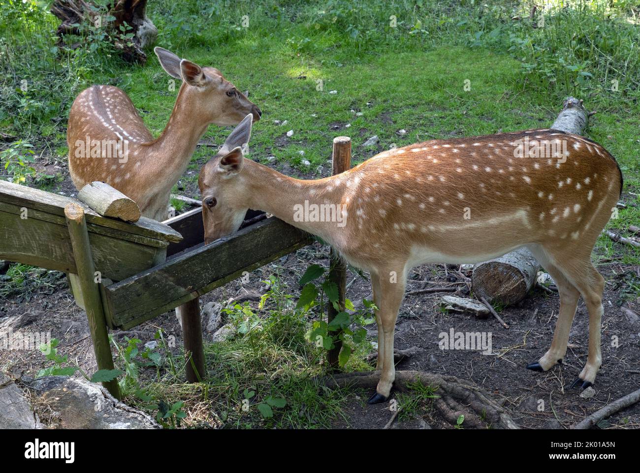 Femmine di cervo in primo piano in una stazione di alimentazione Foto Stock