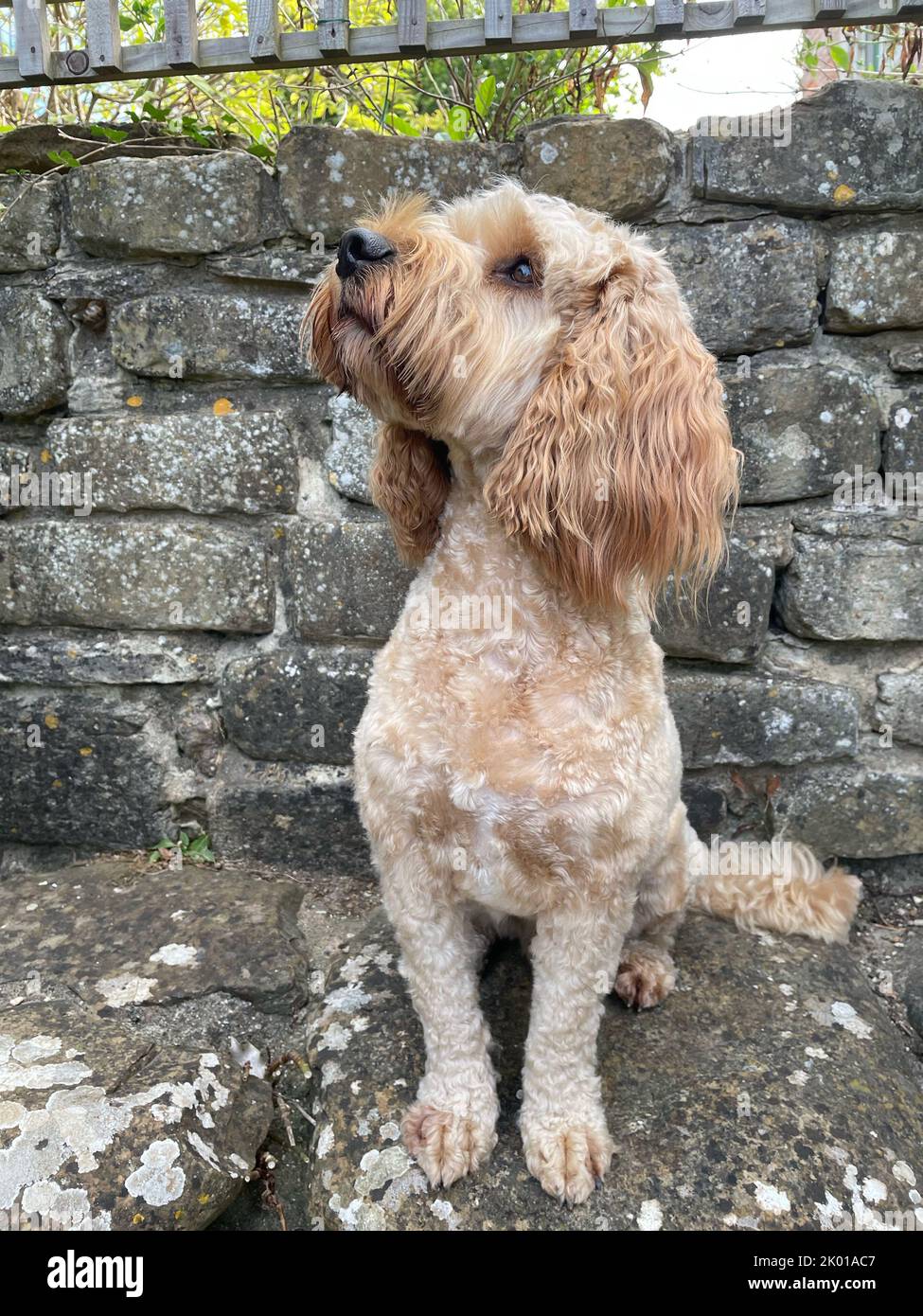 Cockerpoo, croce di razza mista, colorazione albicocca, pelliccia. REGNO UNITO Foto Stock