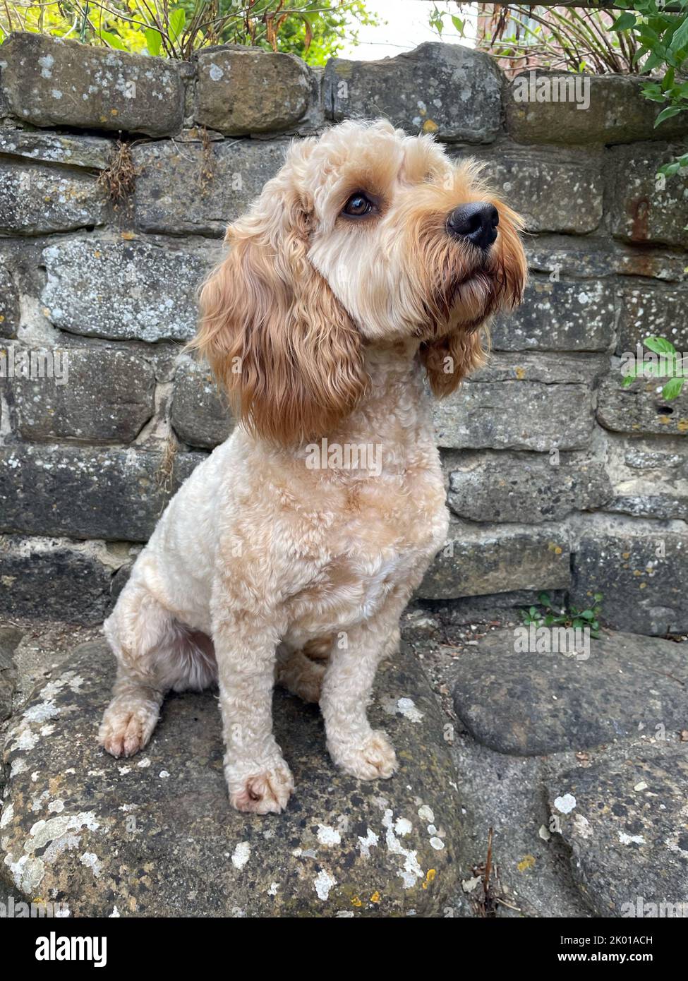 Cockerpoo, croce di razza mista, colorazione albicocca, pelliccia. REGNO UNITO Foto Stock