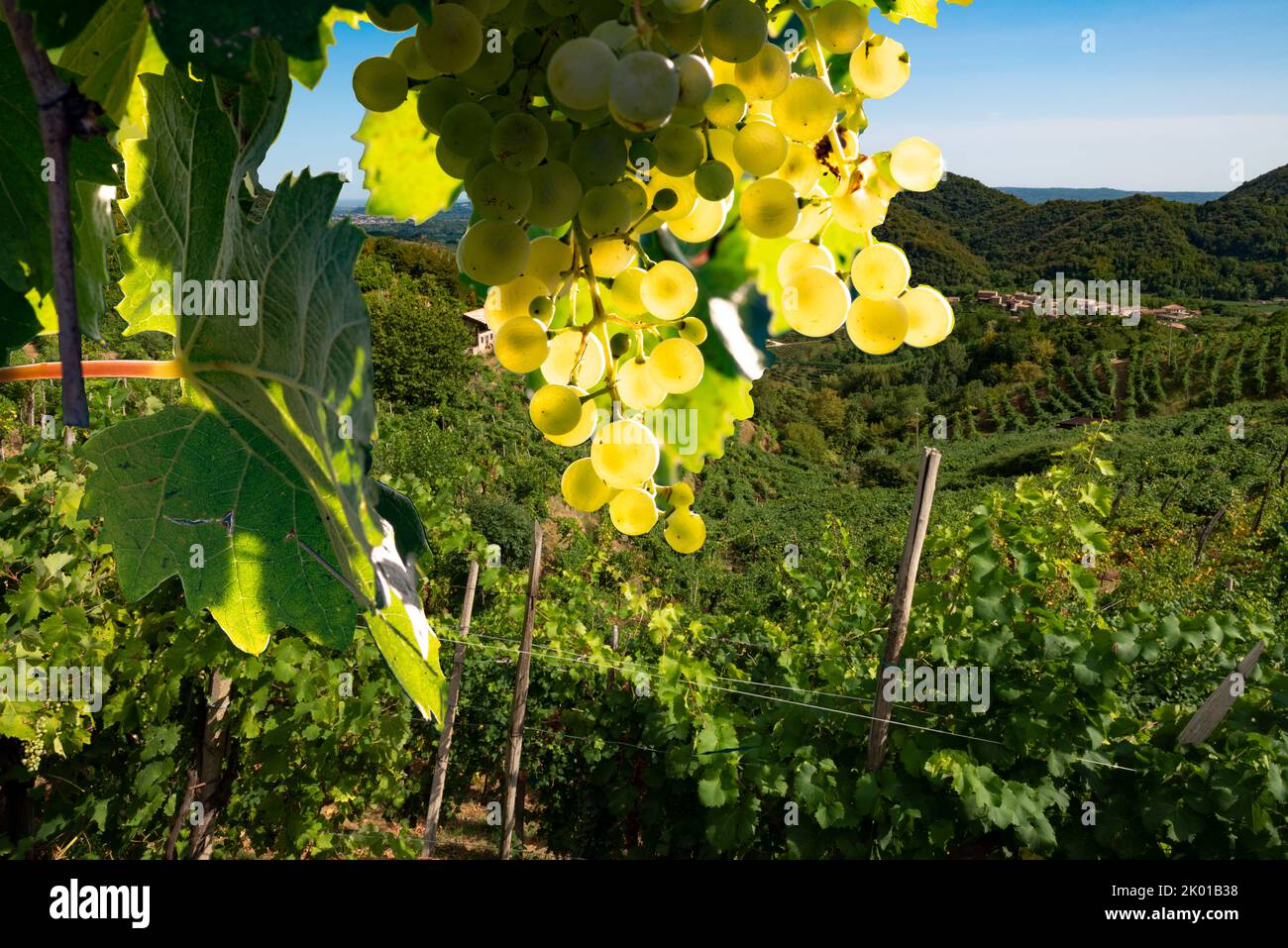 La fioritura del Prosecco è retroilluminata sulle colline del sito UNESCO Foto Stock