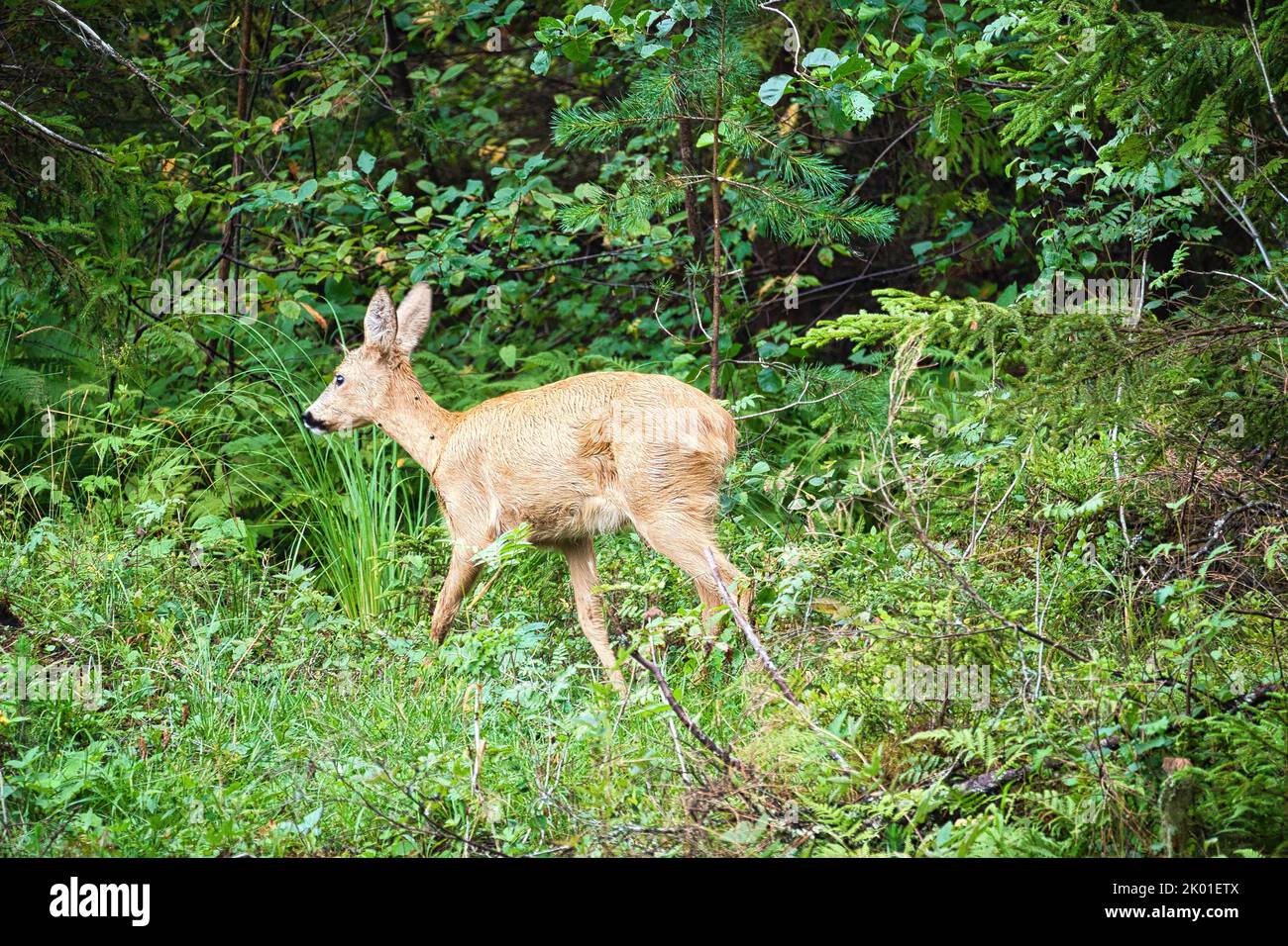 Cervi in una radura di fronte alla foresta guardando lo spettatore. Fauna selvatica osservata in Svezia. Registrazione dalla natura di un mammifero Foto Stock