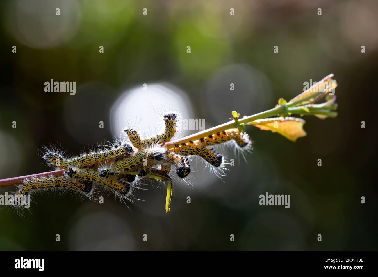 cavolo caterpilars su un ramo con dewdrops sullo sfondo come bokeh. macro natura e fotografia della fauna selvatica. spazio per la copia. scene della natura. chiudi Foto Stock