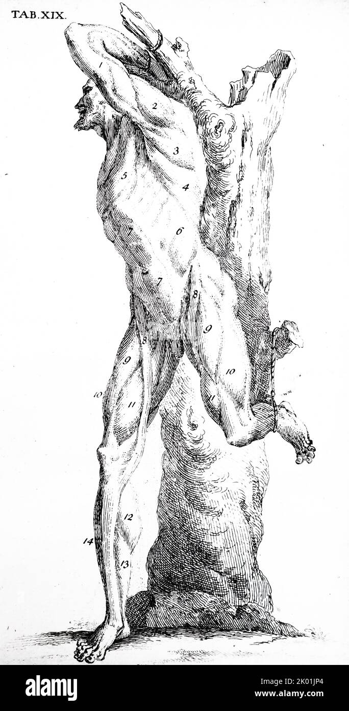 Piastra che mostra lo strato superiore dei muscoli. Da William Cheselden l'anatomia del corpo umano, Londra, 1715. Foto Stock