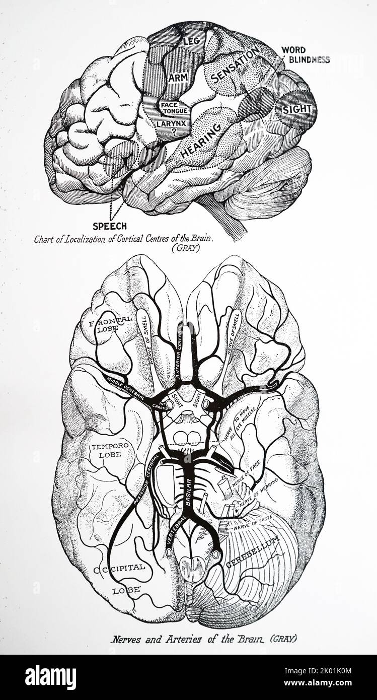 Cervello umano. Grafico della localizzazione dei centri corticali. 20th ° secolo. Foto Stock