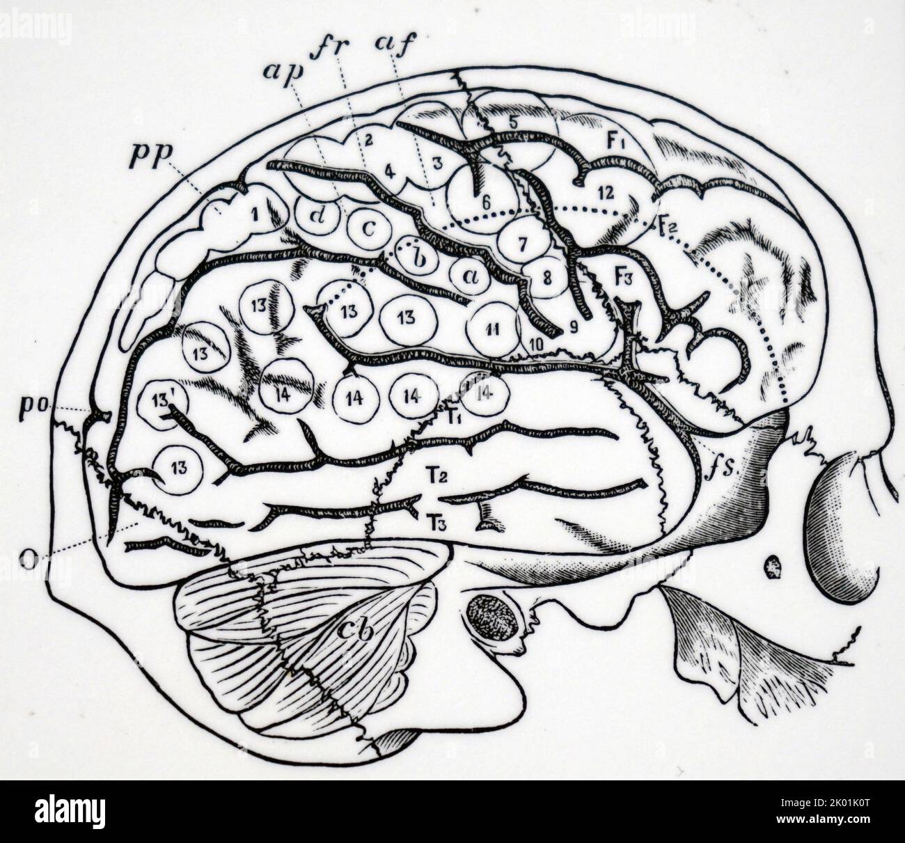 Cervello umano con le ossa del cranio sovrapposte e che mostrano le aree di Ferrier. Foto Stock