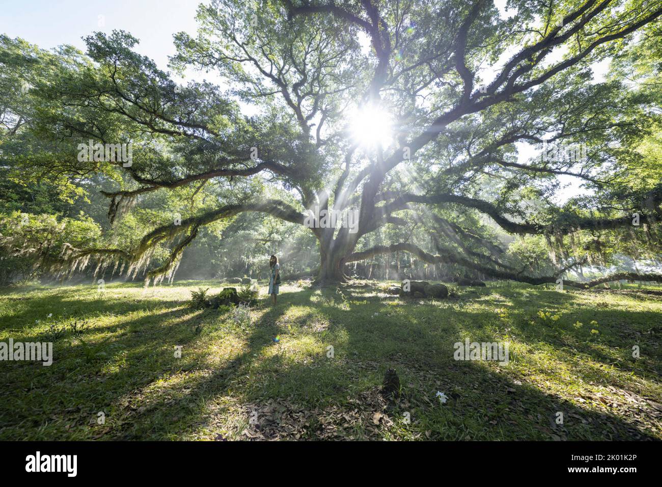 DOVE I CRAWDADS CANTANO (2022) DAISY EDGAR-JONES OLIVIA NEWMAN (DIR) SONY PICTURES ENTERTAINMENT/MOVIESTORE COLLECTION Foto Stock