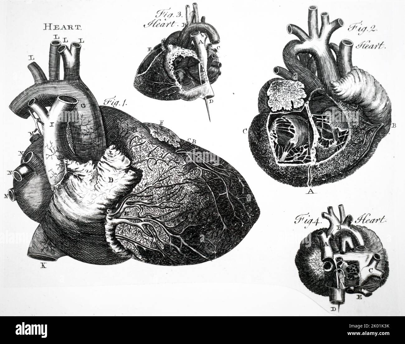 Cuore umano. Dal Dizionario completo delle Arti e delle Scienze, Londra, 1764. Foto Stock