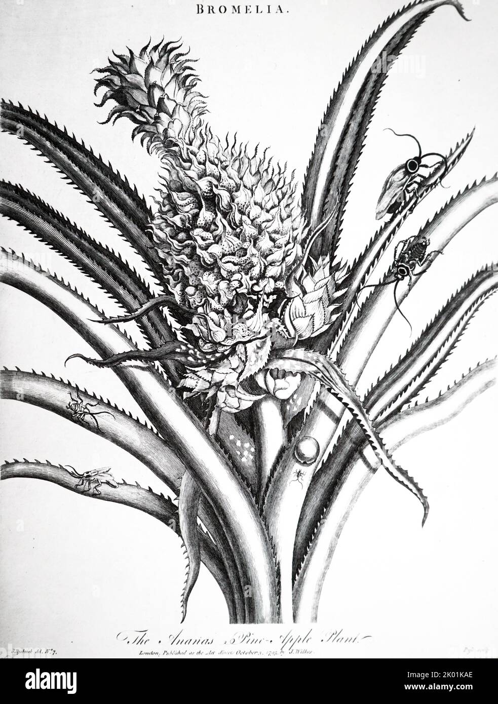 Ananas e insetti. Questa incisione si basa sulla lastra di Maria Sibylla Merrian (1647-1717) Metamorfosi degli insetti di Surinam, 1705. Foto Stock