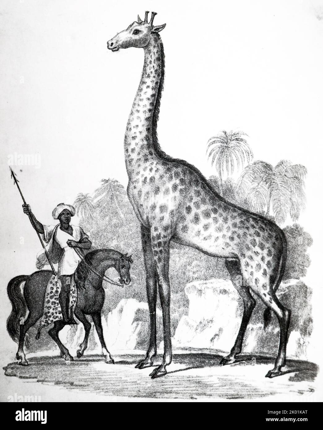 Giraffa. Lamarck considerava la Giraffe illustrava la sua teoria del trasformismo dell'evoluzione. 19th ° secolo. Foto Stock