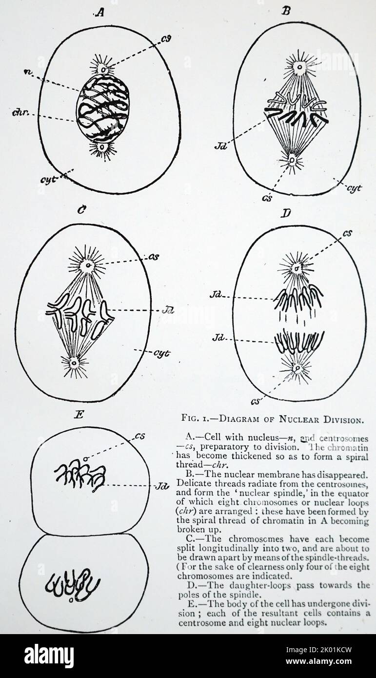 Diagramma di divisione del nucleo cellulare. Da agosto Weismann The Germ plasm: A Theory of Heredity, Londra, 1893. Foto Stock