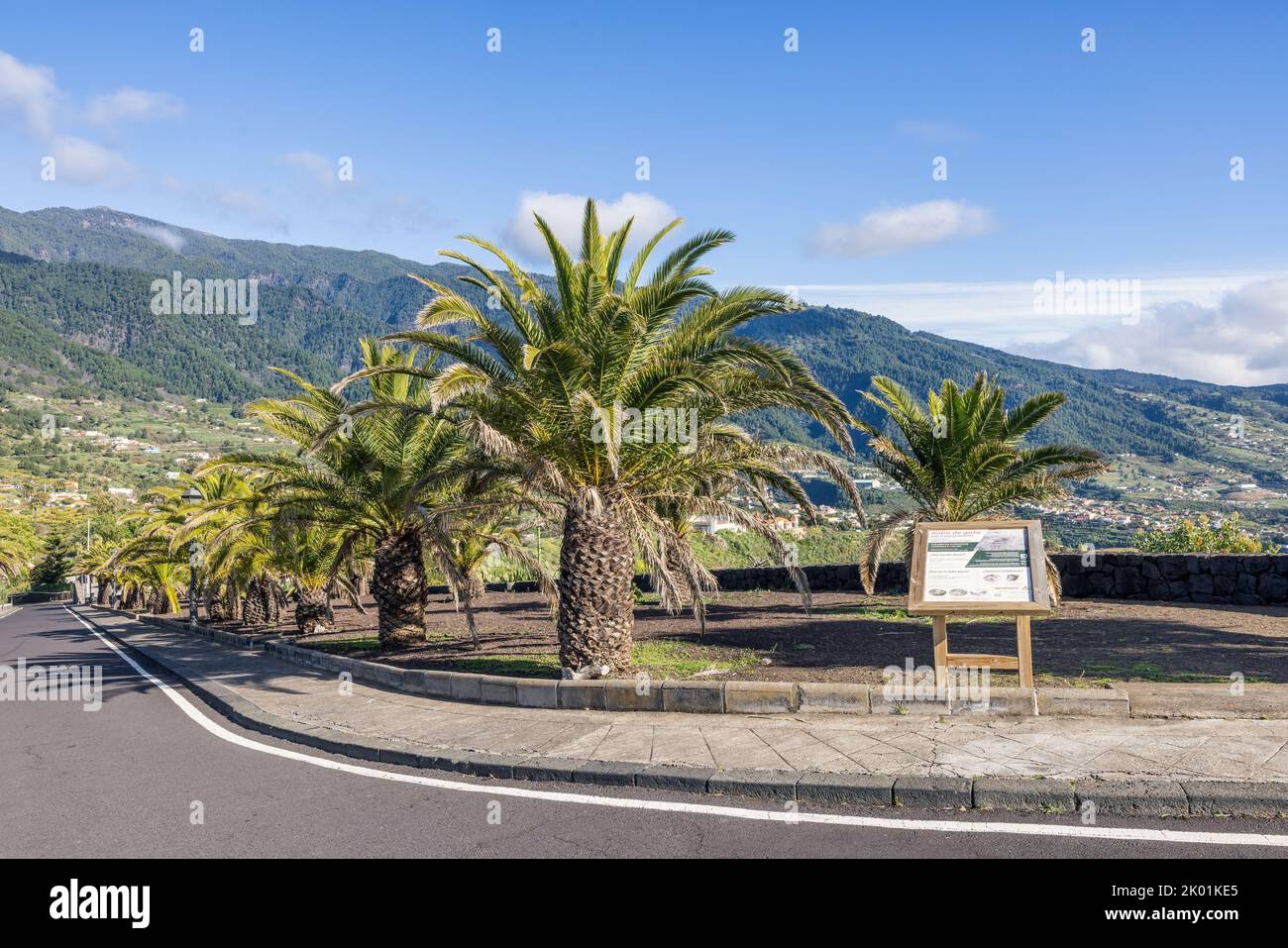 Alberi di palma vicino viale nella città Santa Cruz a la Palma, Isole Canarie, Spagna Foto Stock