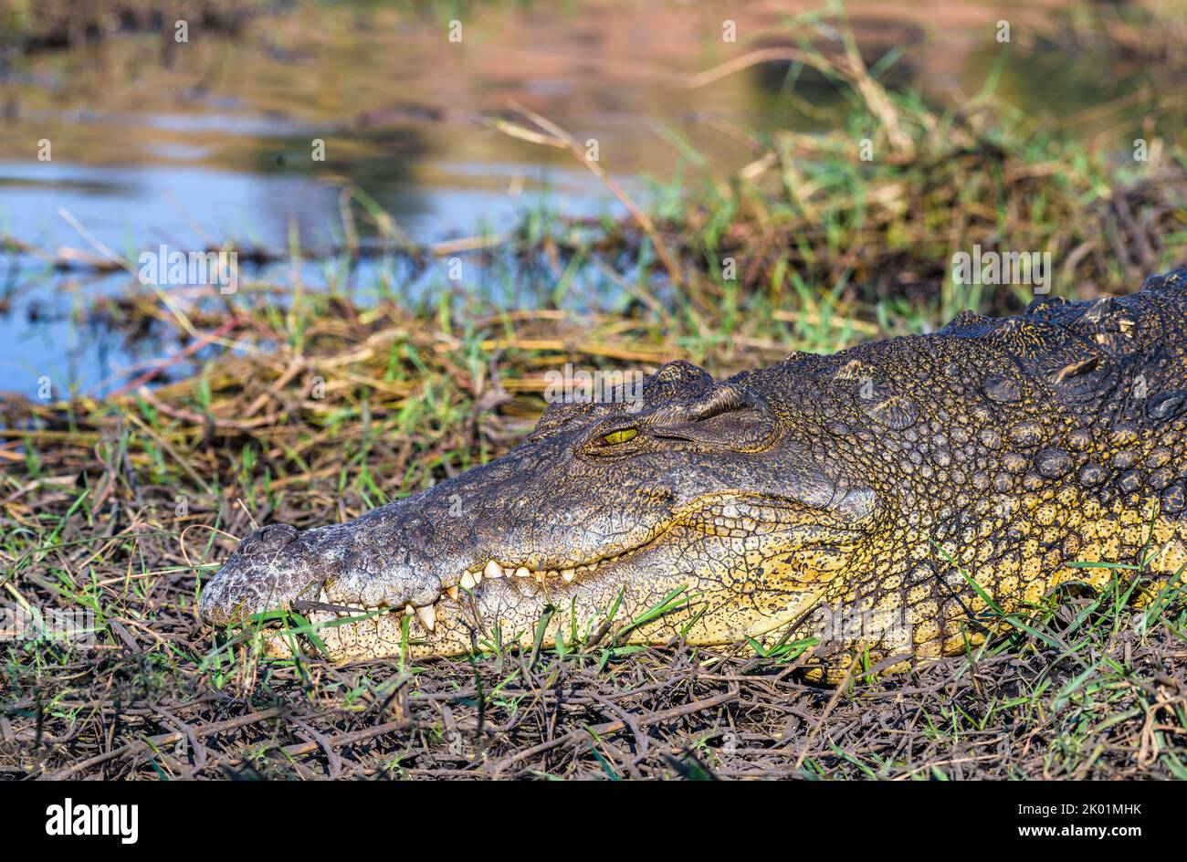 Coccodrillo a Chobe Riverfront, Kasane, Botswana Foto Stock
