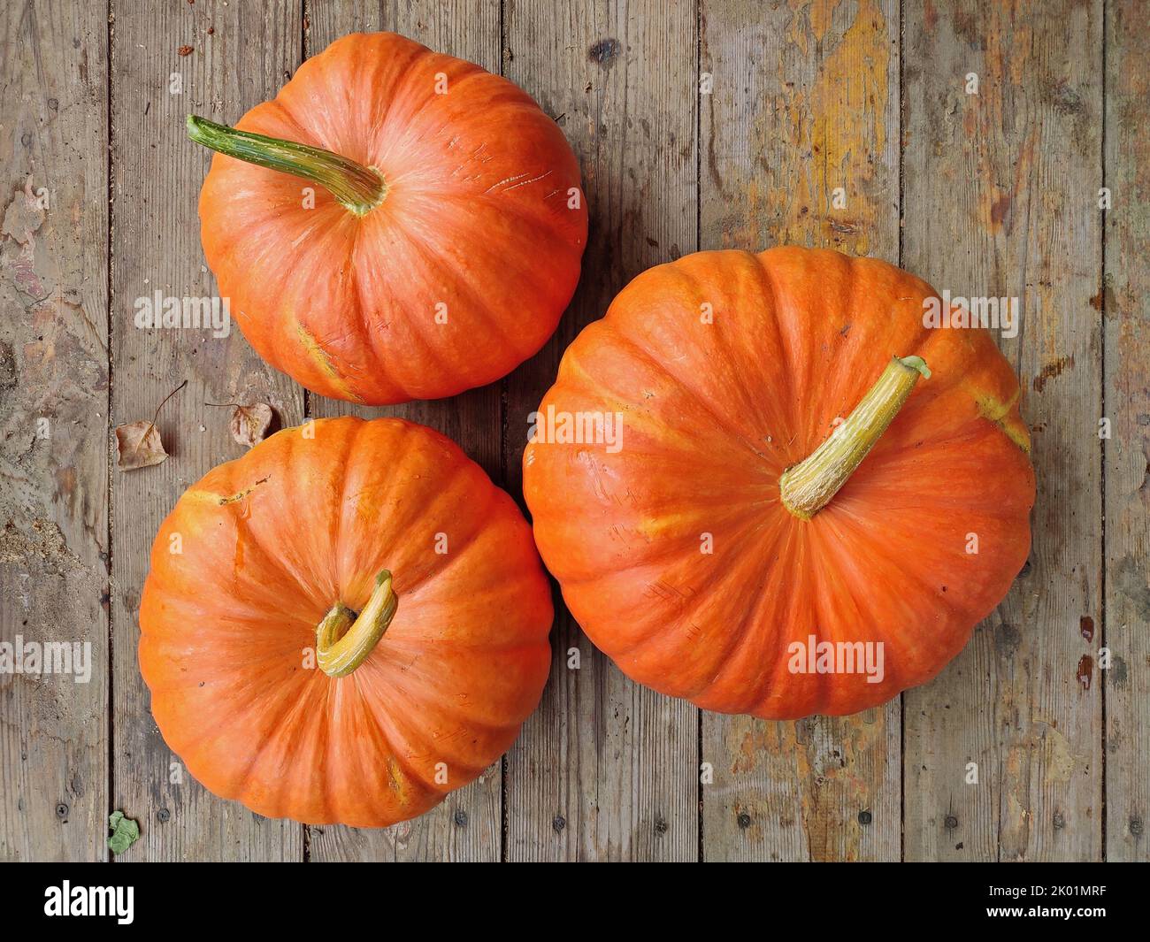 Tre zucche fresche e foglie autunnali su tavolo di legno invecchiato. Foto Stock