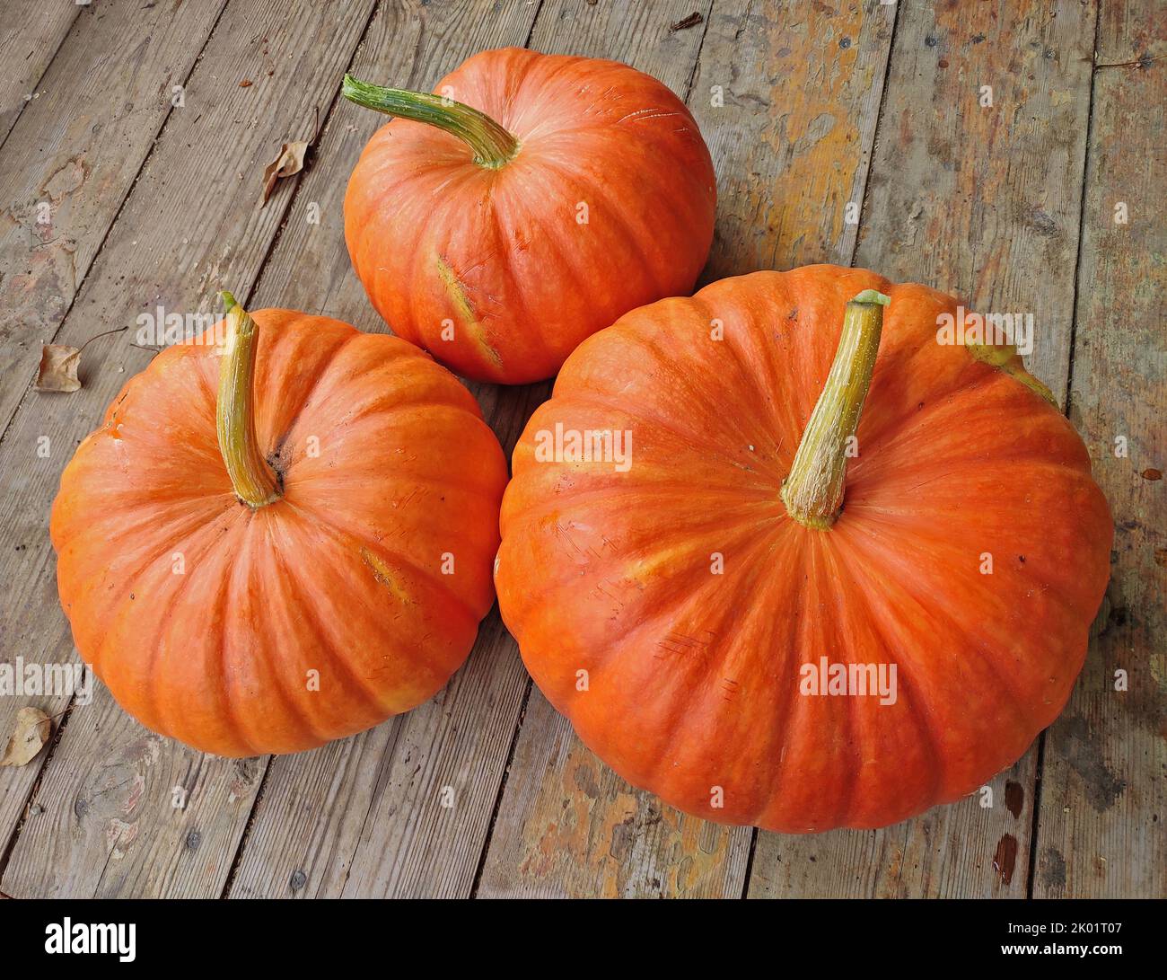 Tre zucche fresche e foglie autunnali su tavolo di legno invecchiato. Foto Stock