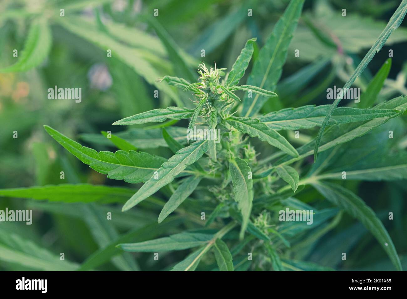 Parte superiore di erbacce, marijuana o pianta di cannabis con germogli e foglie verdi che crescono in un giardino, primo piano Foto Stock