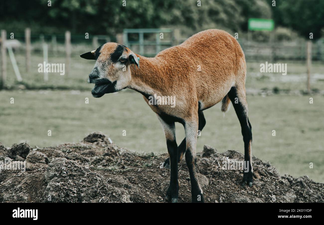 Una piccola pecora Camerun marrone in piedi su una piccola collina Foto Stock