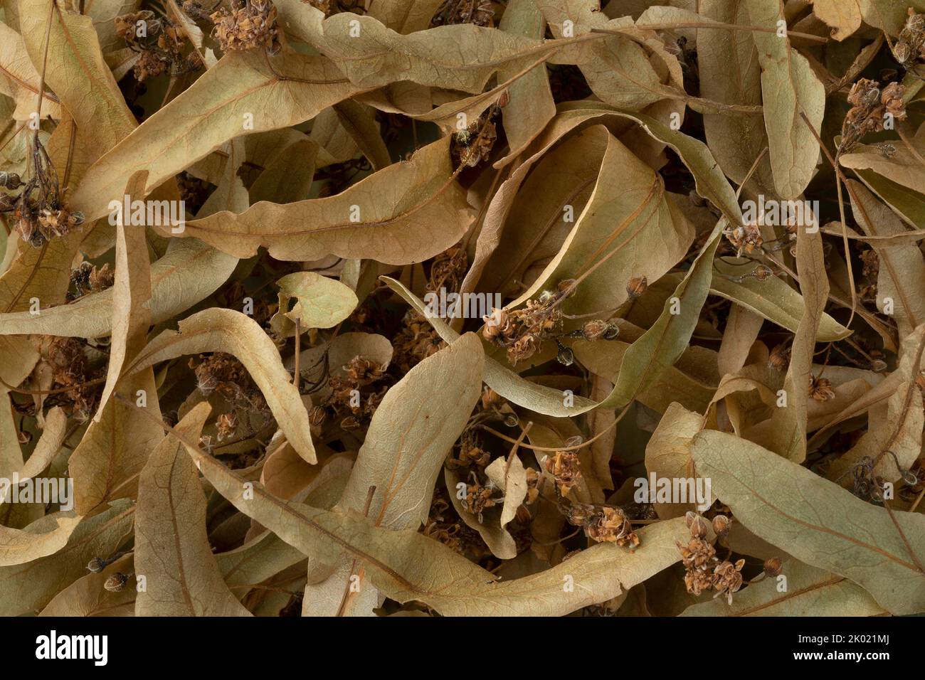 Fiore di tilia secco primo piano su full frame come sfondo Foto Stock