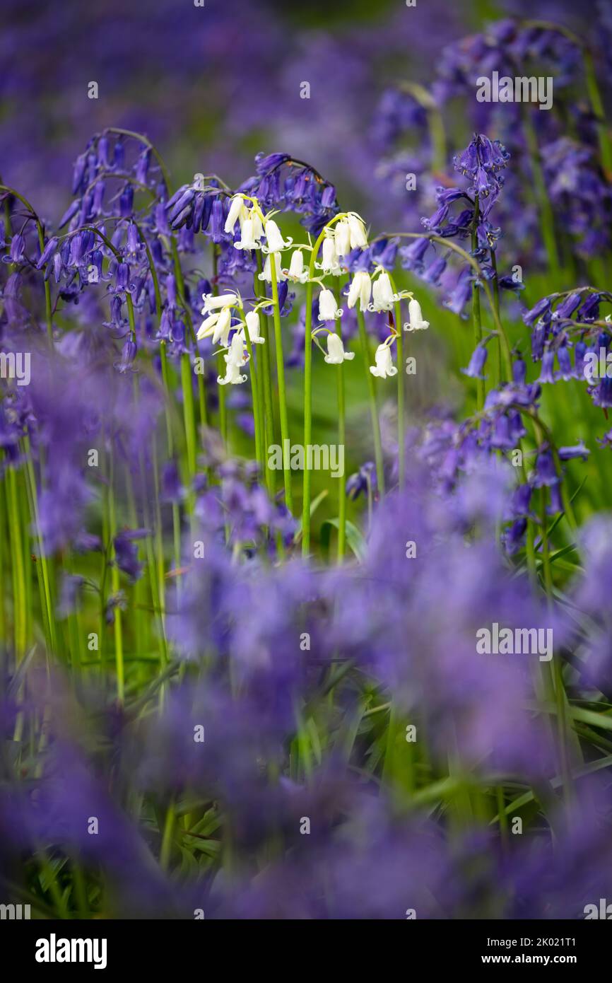 Bluebells bianchi che crescono tra le bluebells in boschi decidui, Newbury, Berkshire, Inghilterra, Regno Unito, Europa Foto Stock
