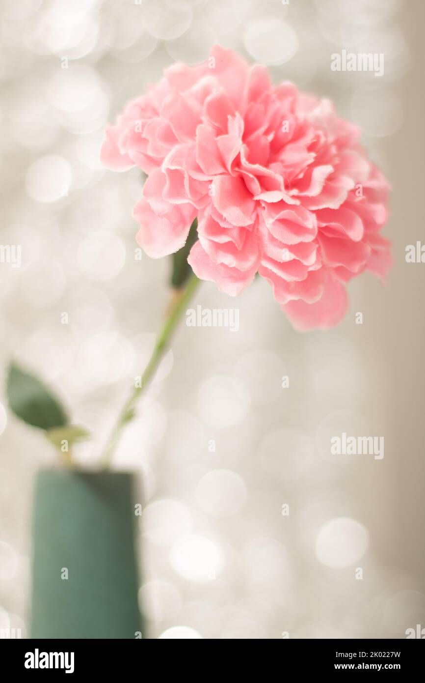 fiore di garofano rosa con sfondo argento Foto Stock