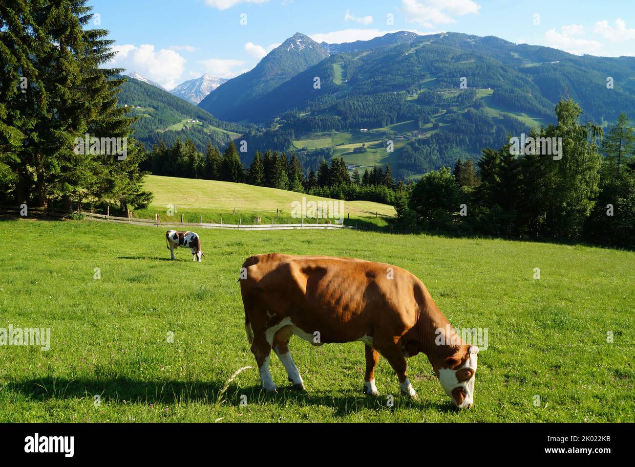 Mucche che pascolano nelle Alpi austriache della regione Schladming-Dachstein (Stiria o Steiermark, in Austria) Foto Stock