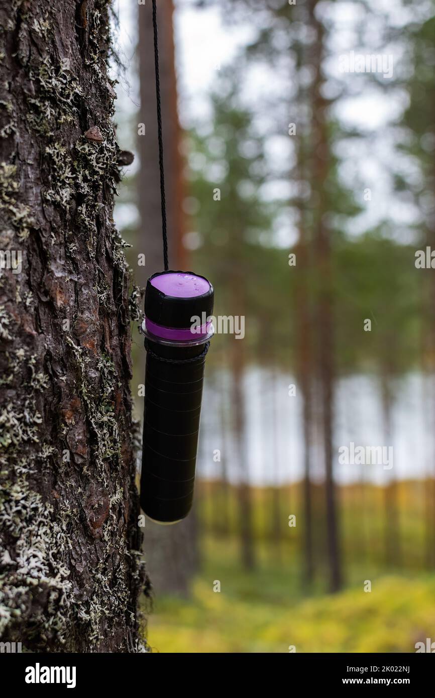 Geocache legato ad un albero nella foresta finlandese in autunno Foto Stock