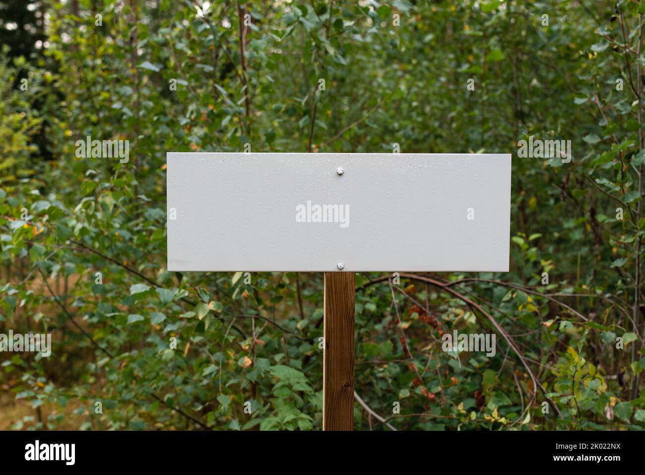 Bianco segno bianco in natura con gocce d'acqua sulla superficie e foglie verdi sullo sfondo Foto Stock