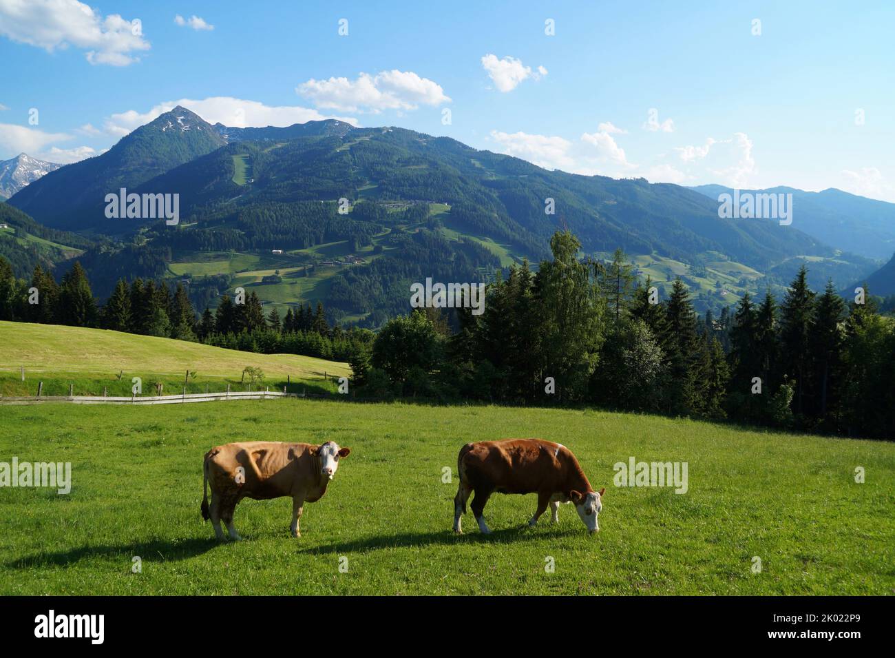 Mucche che pascolano nelle Alpi austriache della regione Schladming-Dachstein (Stiria o Steiermark, in Austria) Foto Stock