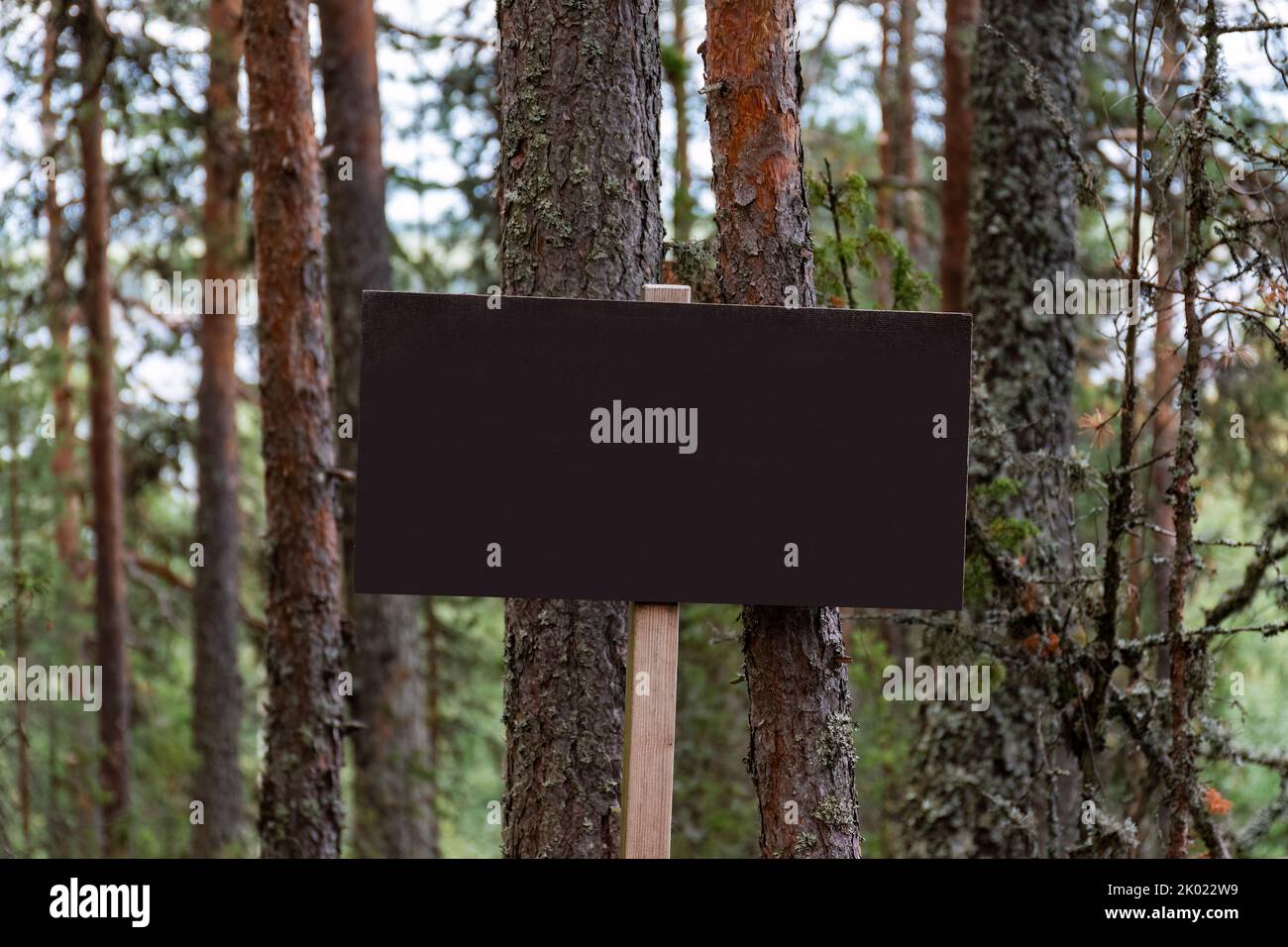 Segno bianco scuro con la superficie texture nella foresta in estate con pini sullo sfondo Foto Stock