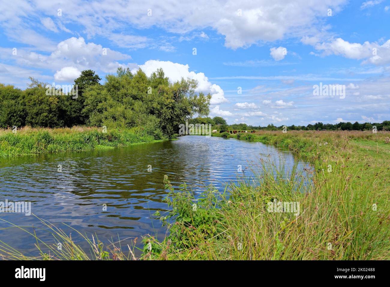 Un canale di navigazione sul fiume Wey tranquillo e tranquillo in una calda giornata di sole estati vicino a Ripley Surrey Inghilterra Regno Unito Foto Stock