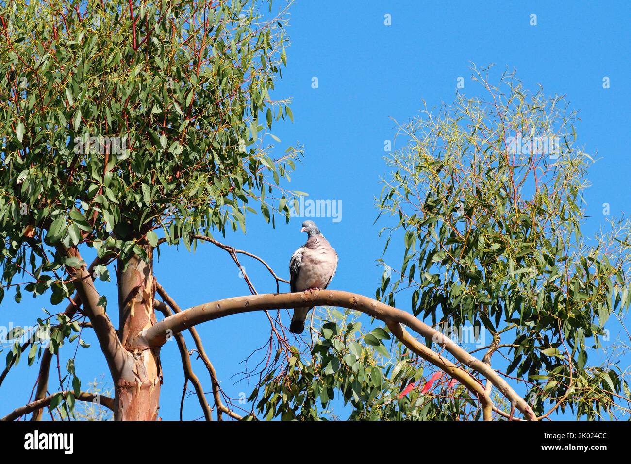 Un piccione di legno soleggiato, Columba livia, arroccato in alto in un albero di eucalipto contro un cielo estivo blu profondo Surrey UK Foto Stock