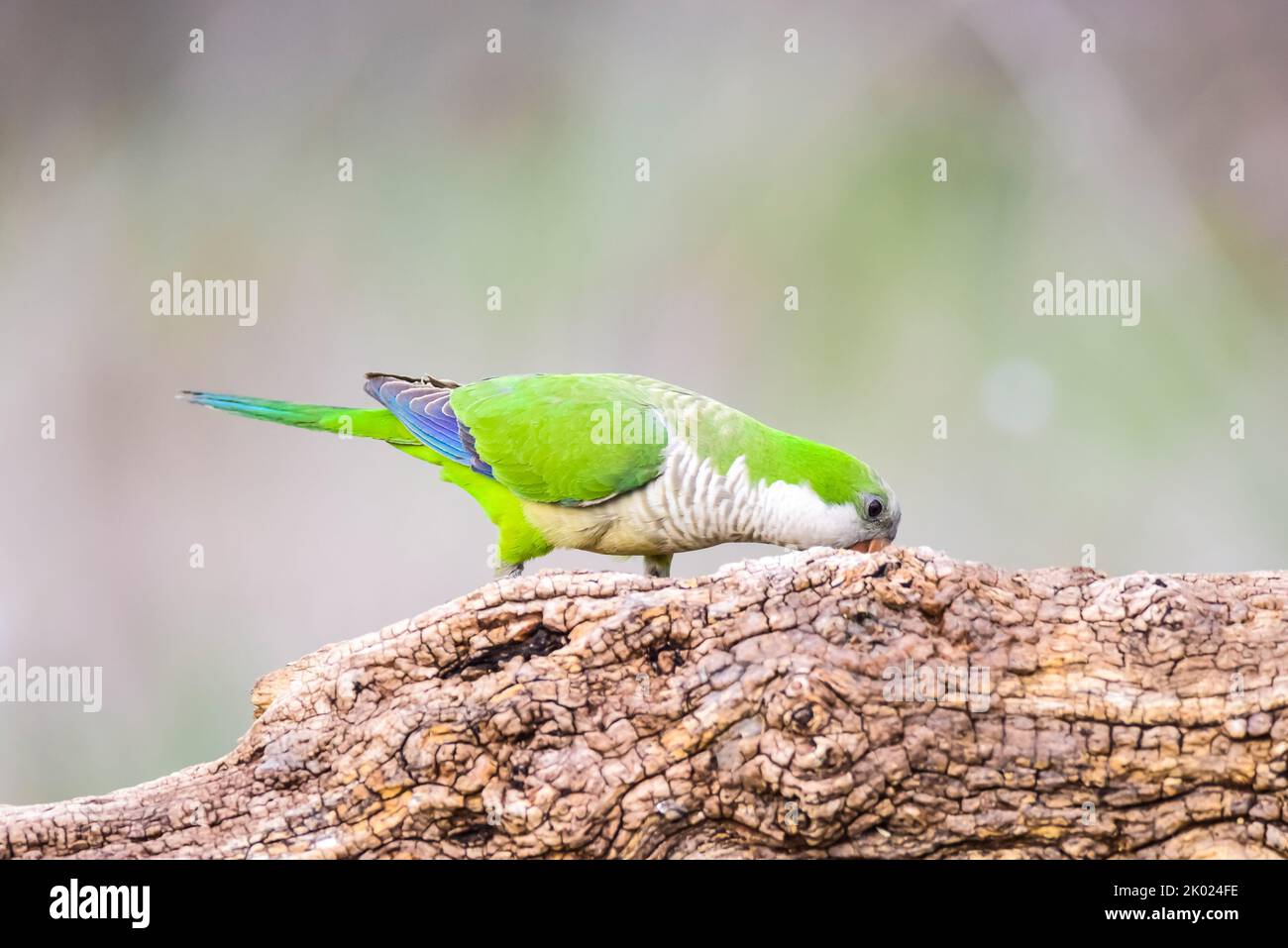 Monk parakeet, Myiopsitta monachus, in ambiente forestale di Pampas, provincia di la Pampa, Patagonia, Argentina. Foto Stock