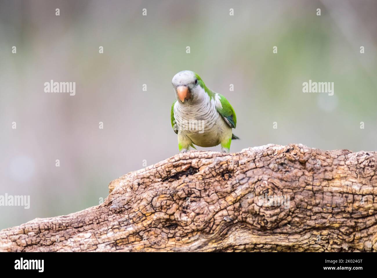Monk parakeet, Myiopsitta monachus, in ambiente forestale di Pampas, provincia di la Pampa, Patagonia, Argentina. Foto Stock
