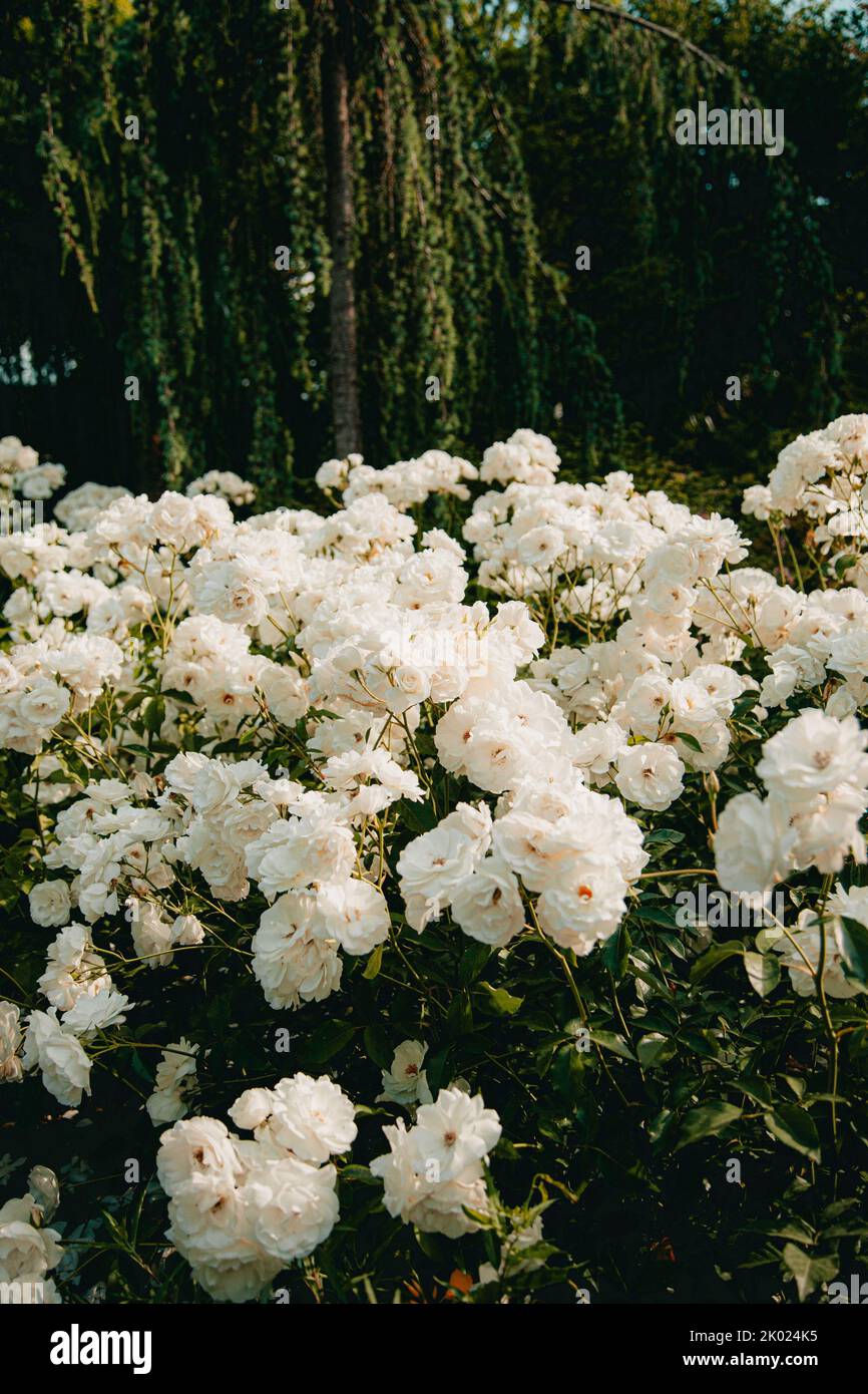 Fiore bianco in giardino Foto Stock