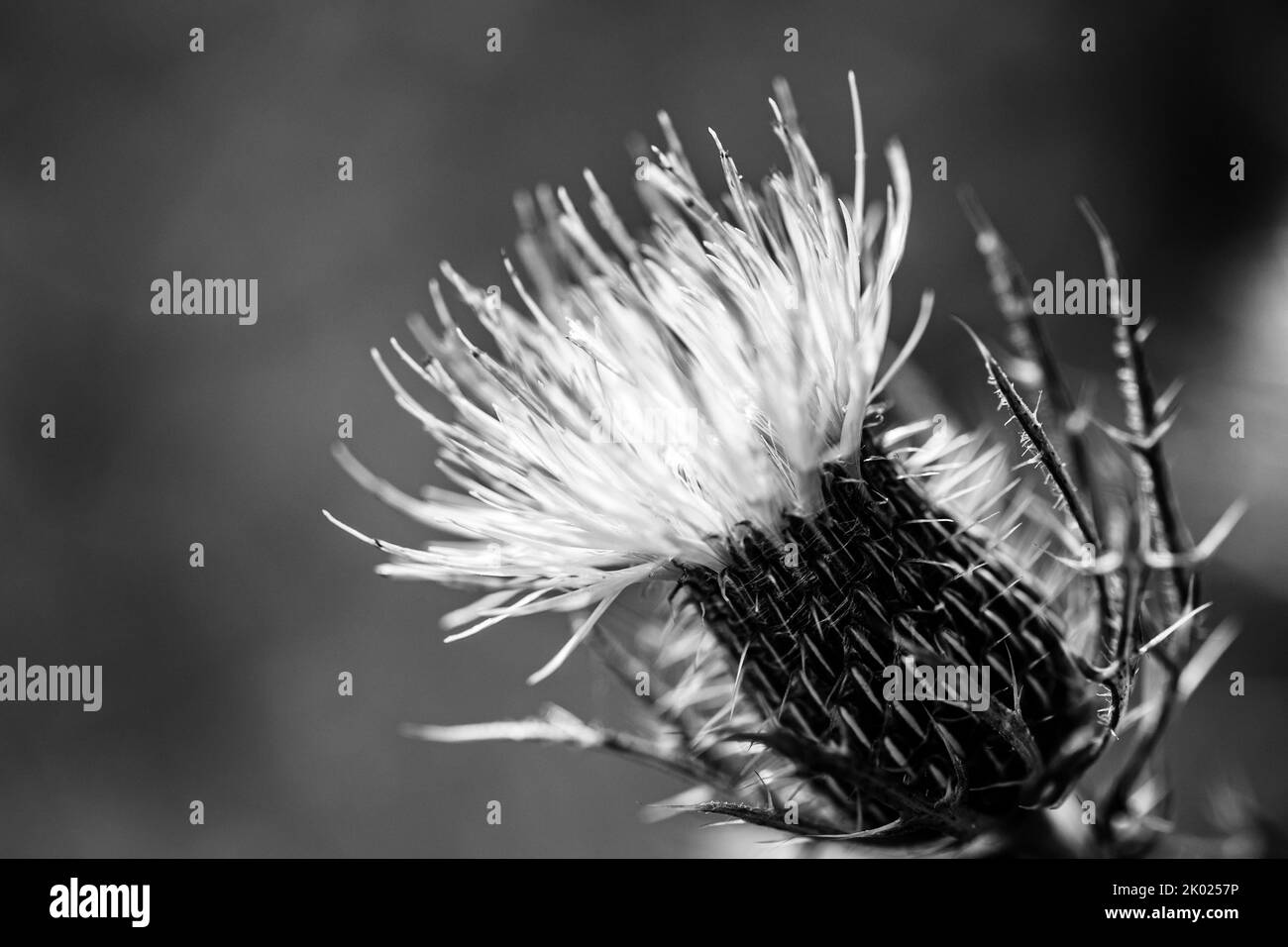 Macro-selettivo focalizzazione sulla fioritura di un cardo canadese strisciante. Foto Stock