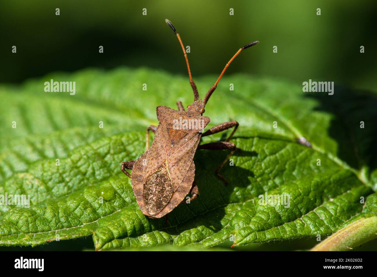 Bug del Dock per adulti (Coreus marginatus) sulla foglia di bush di lampone. Foto Stock