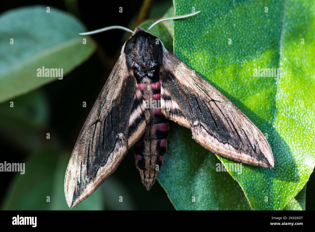 Falco-Moth privato a riposo su una foglia. Foto Stock