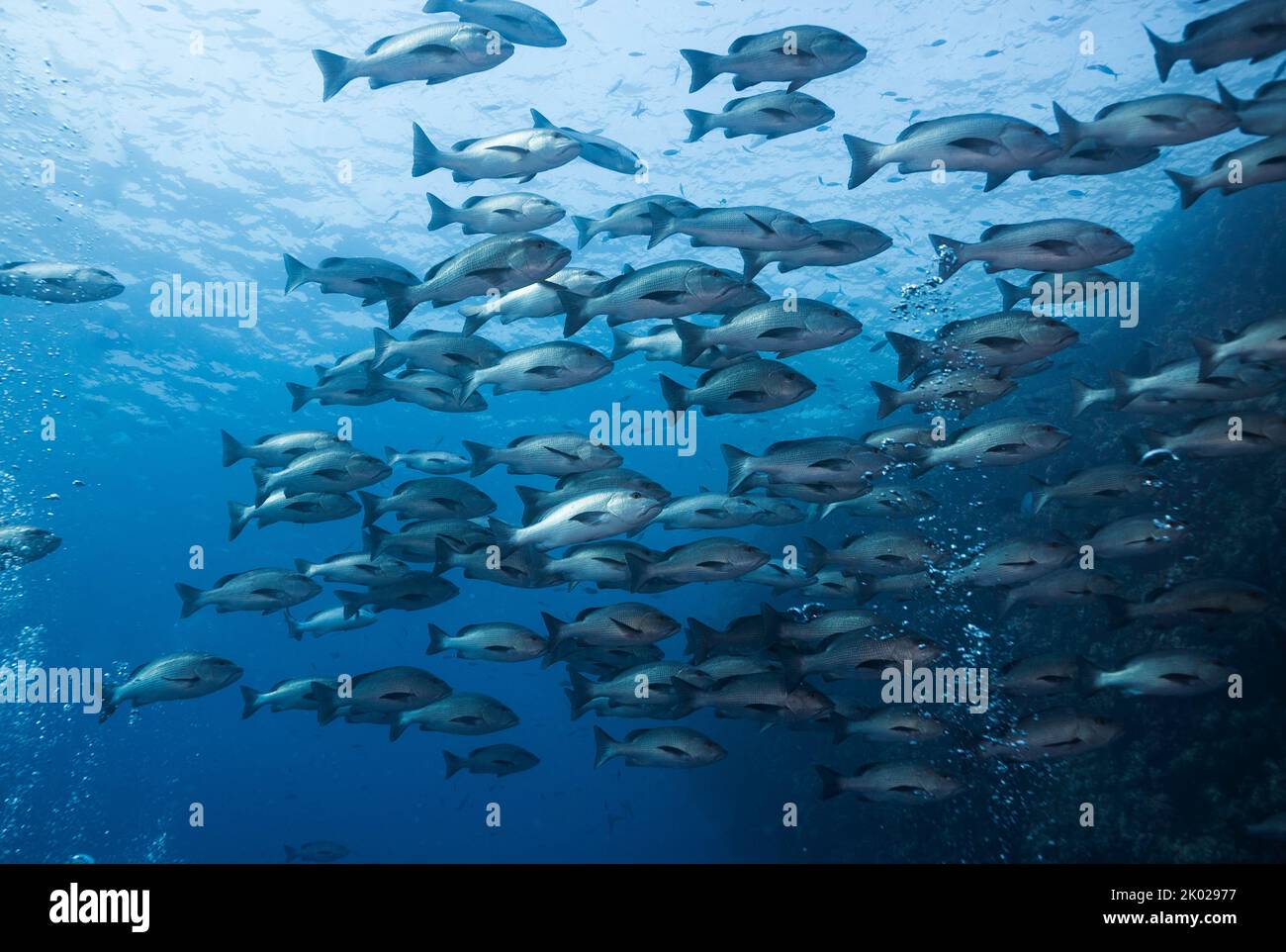 Una grande scuola di pesce snapper Twinspot (Lutjanus bohar) corpo grigio rossastro con pinne più scure Foto Stock