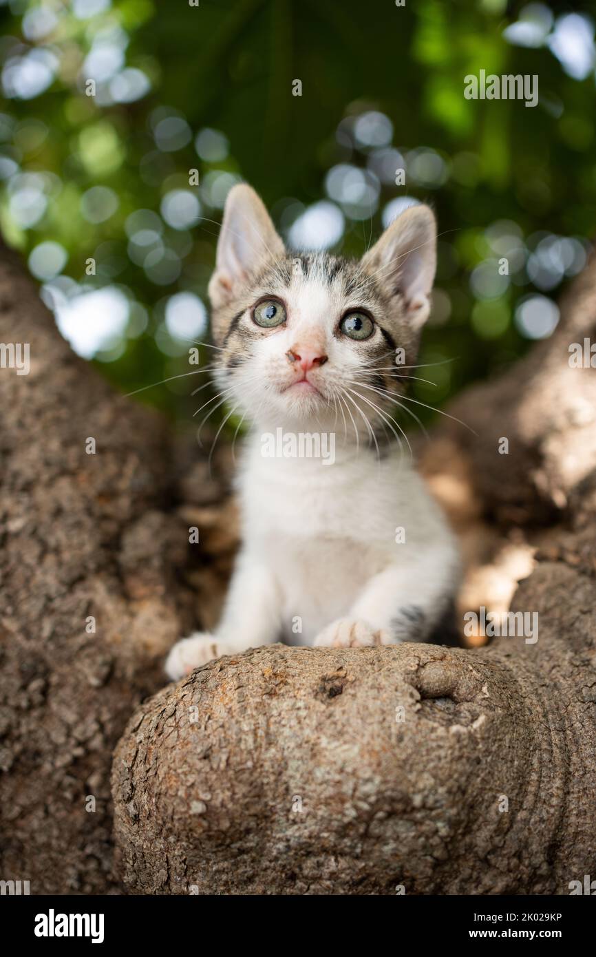 tabby bianco salvato gattino seduto su albero ritratto all'aperto Foto Stock