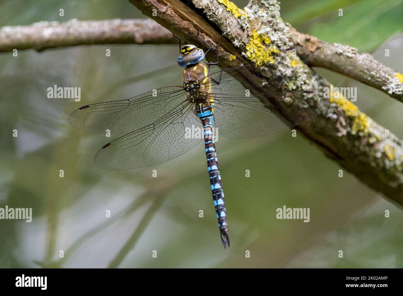 Grandi libellula giallo verde e marrone striato torace blu e nero bande sul lungo addome scuro trattino marcatura su scure tendine e blu composto occhi Foto Stock