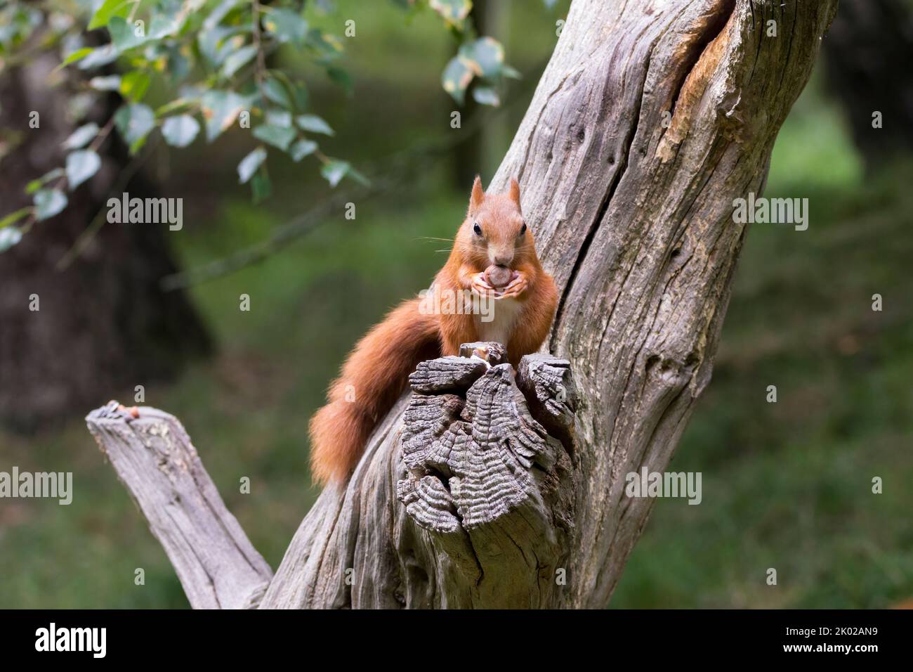 Scoiattolo rosso (sciurus vulgaris) pelliccia di castagno brillante con piedi marrone arancio e gamba inferiore una grande coda bushy e ciuffi di orecchie che sono più lunghi in inverno Foto Stock