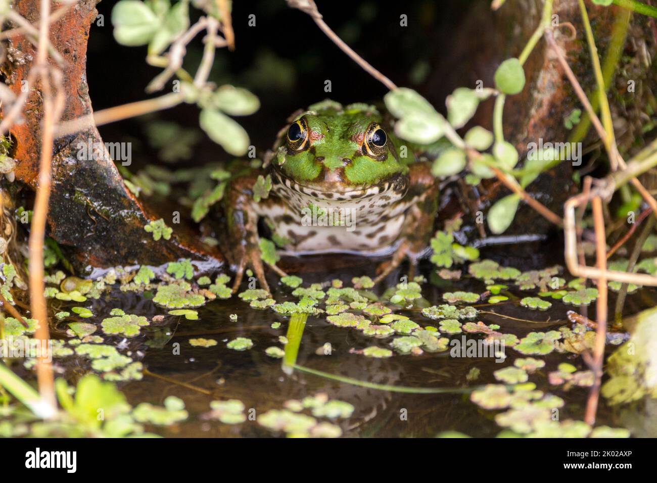 Rana palude (rana ridibunda) captive verde anfibio con segni scuri occhi vicini insieme con muso appuntito anelli d'oro occhio e pallido sotto Foto Stock