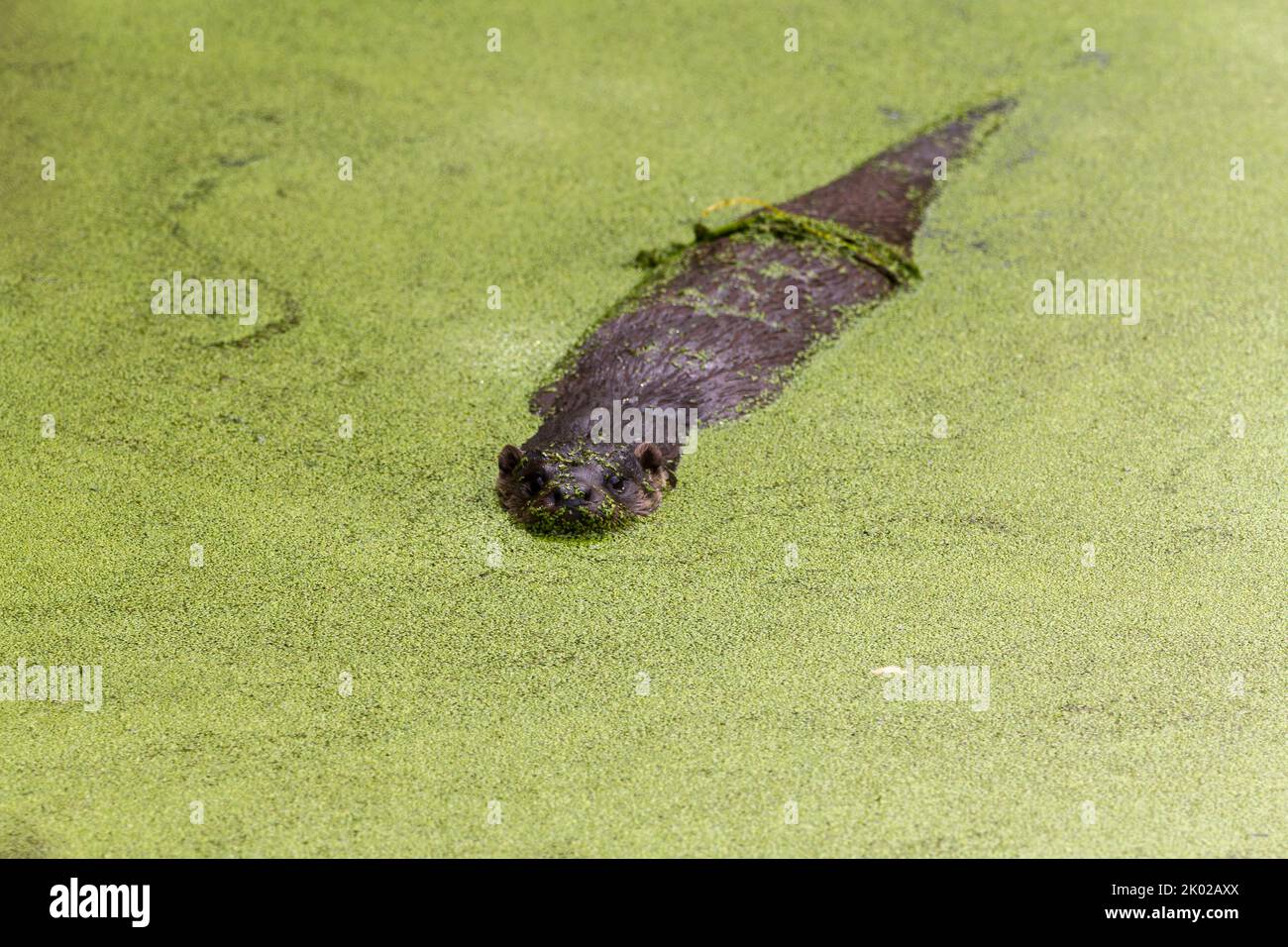 Otter (lutra lutra) prigioniero programma di allevamento, pelliccia marrone paler sotto cane come faccia lungo corpo sottile lunga coda spessa piedi a nastro piccole orecchie Foto Stock